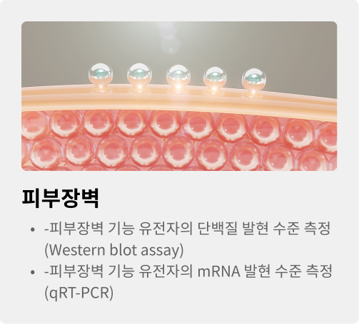 피부장벽