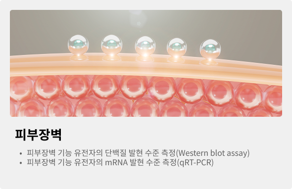 피부장벽