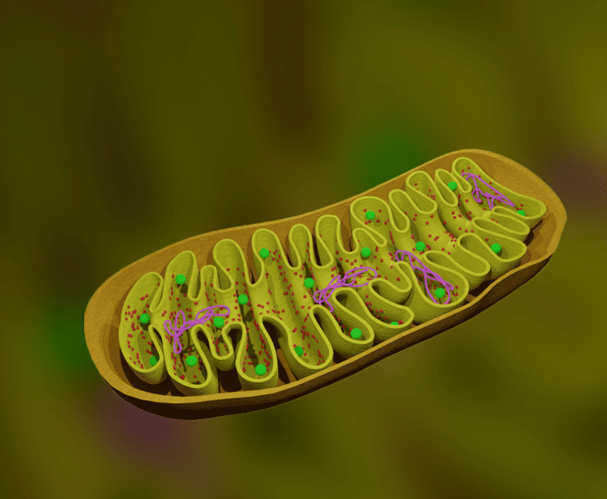 Mitochondria